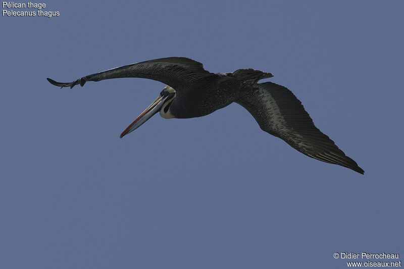 Peruvian Pelican, Flight