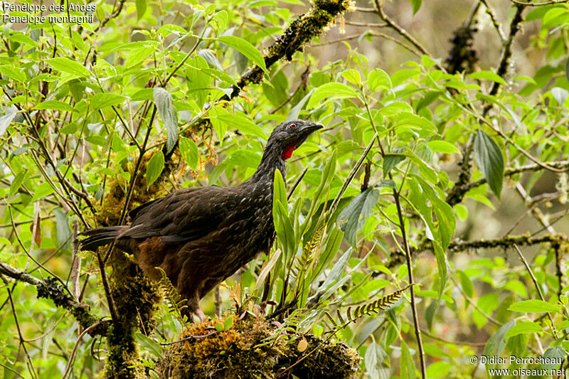 Andean Guan