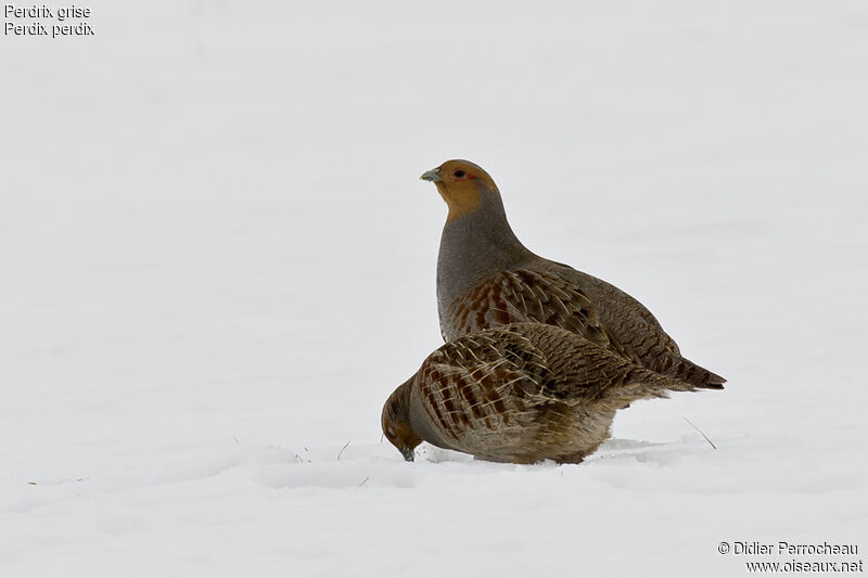 Grey Partridge