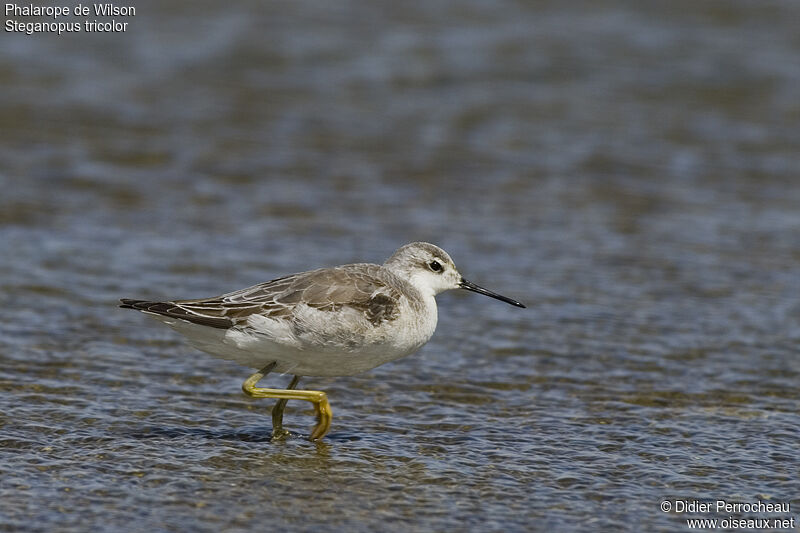 Phalarope de Wilson, identification