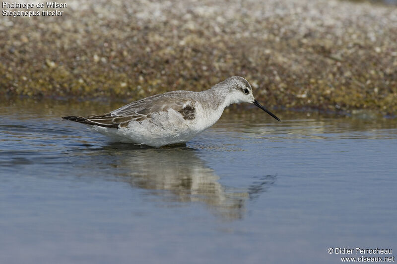 Phalarope de Wilson