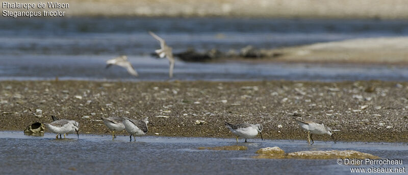 Phalarope de Wilson