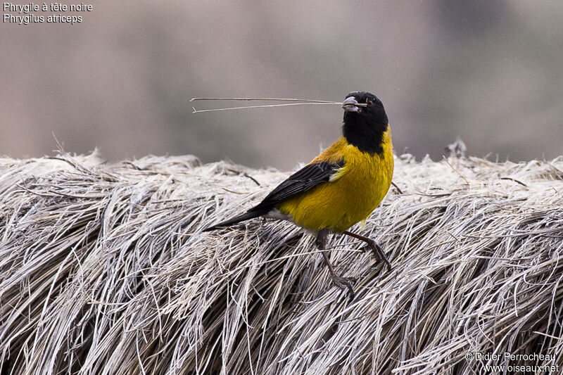 Black-hooded Sierra Finch male adult