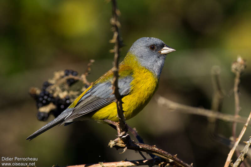 Phrygile de Patagonie mâle adulte, identification