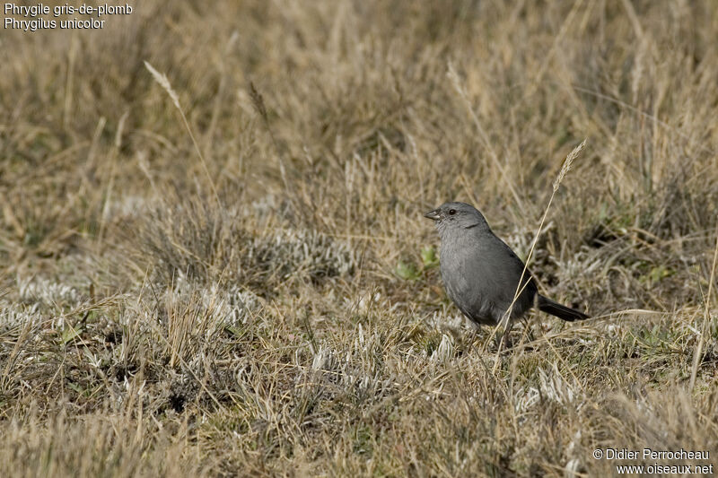 Plumbeous Sierra Finch, identification