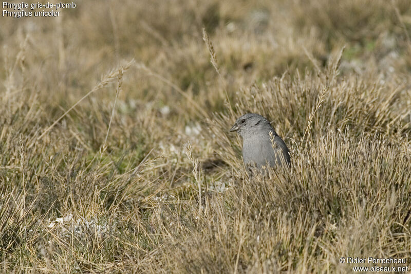 Plumbeous Sierra Finch