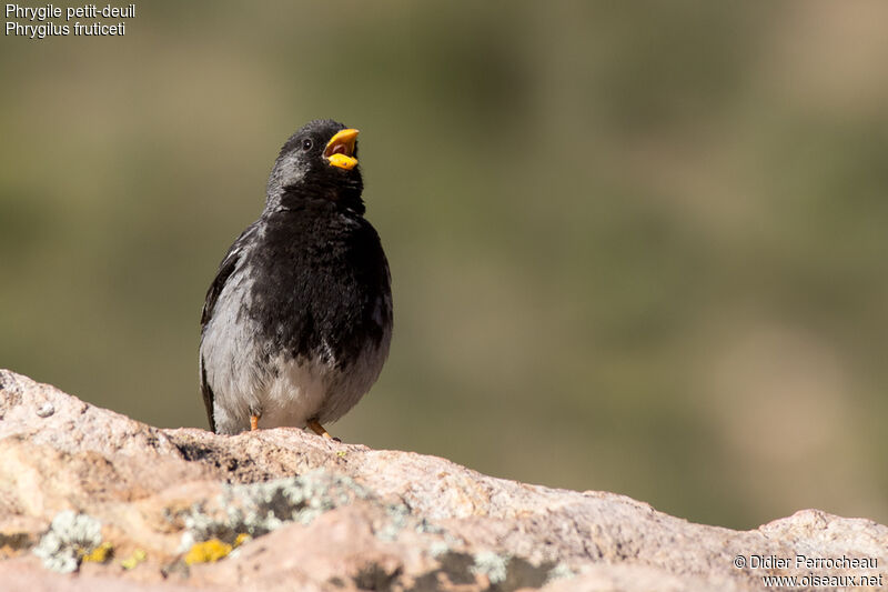 Mourning Sierra Finch