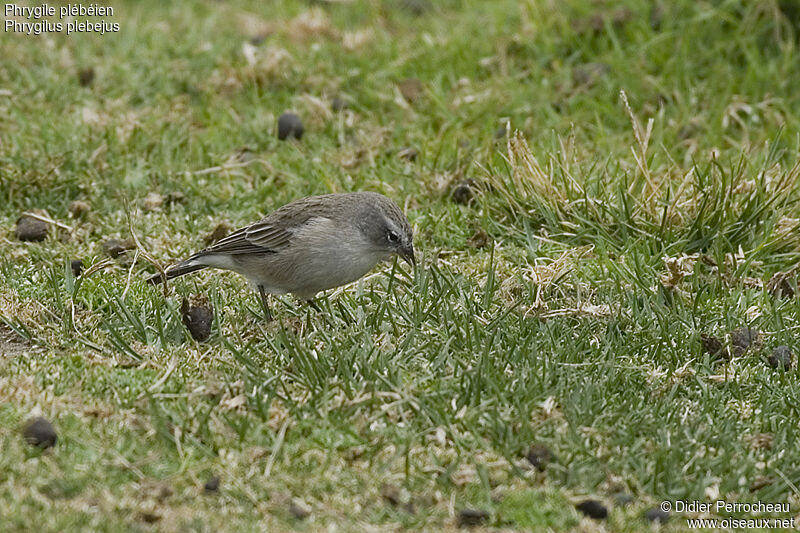 Ash-breasted Sierra Finchadult