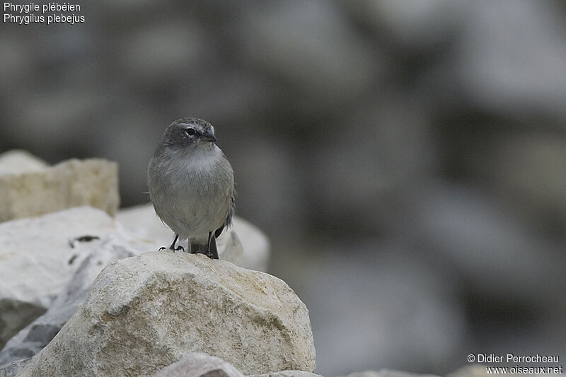 Ash-breasted Sierra Finchadult, identification