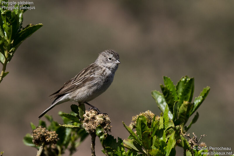 Ash-breasted Sierra Finch