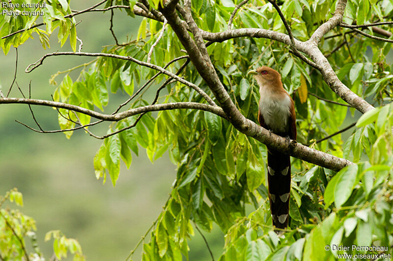 Squirrel Cuckoo