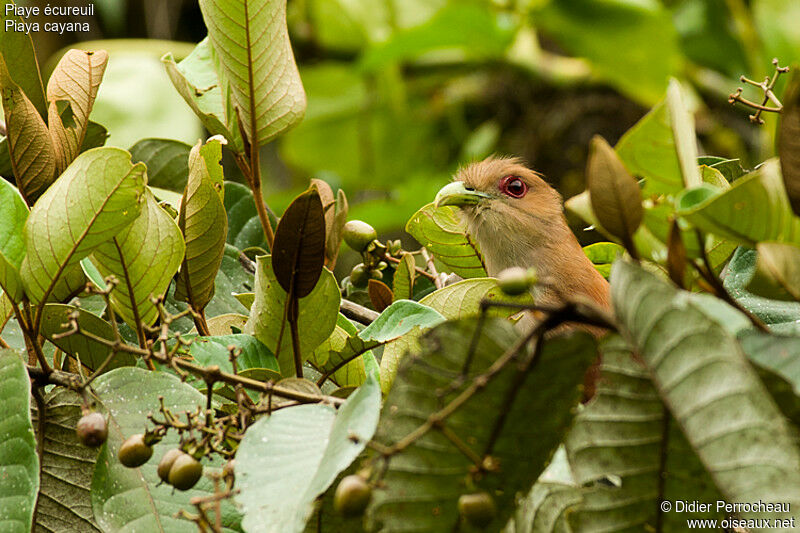 Squirrel Cuckoo