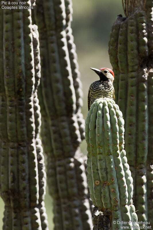 Black-necked Woodpecker