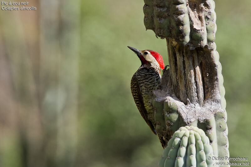 Black-necked Woodpecker