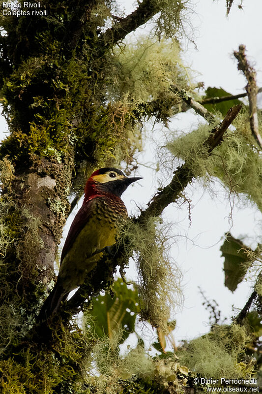 Crimson-mantled Woodpecker