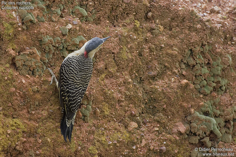 Pic des rochers, identification