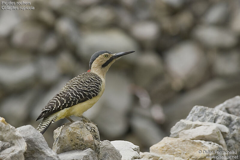 Pic des rochers, identification