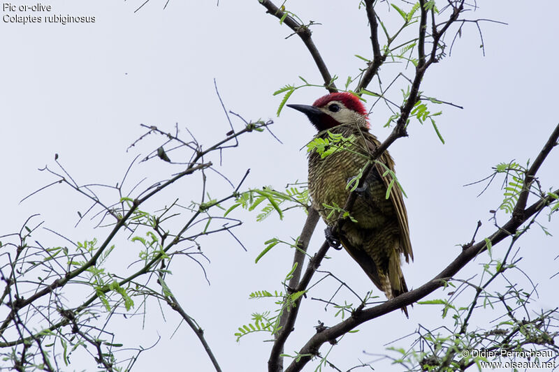 Golden-olive Woodpecker