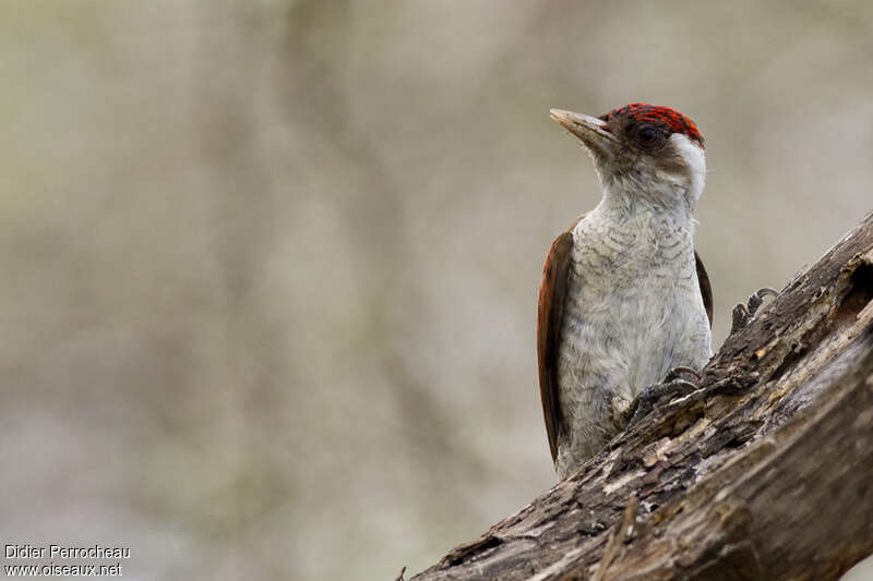 Scarlet-backed Woodpecker male adult