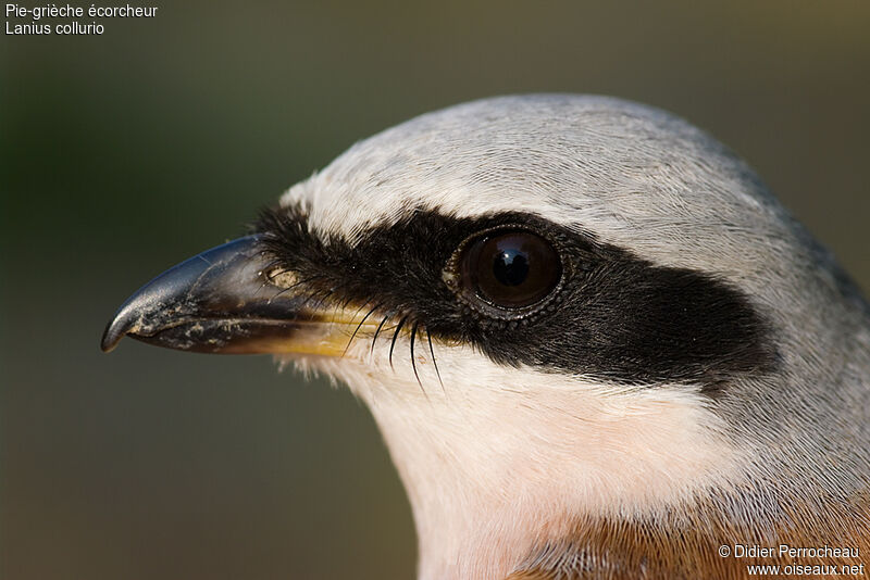 Red-backed Shrike male adult