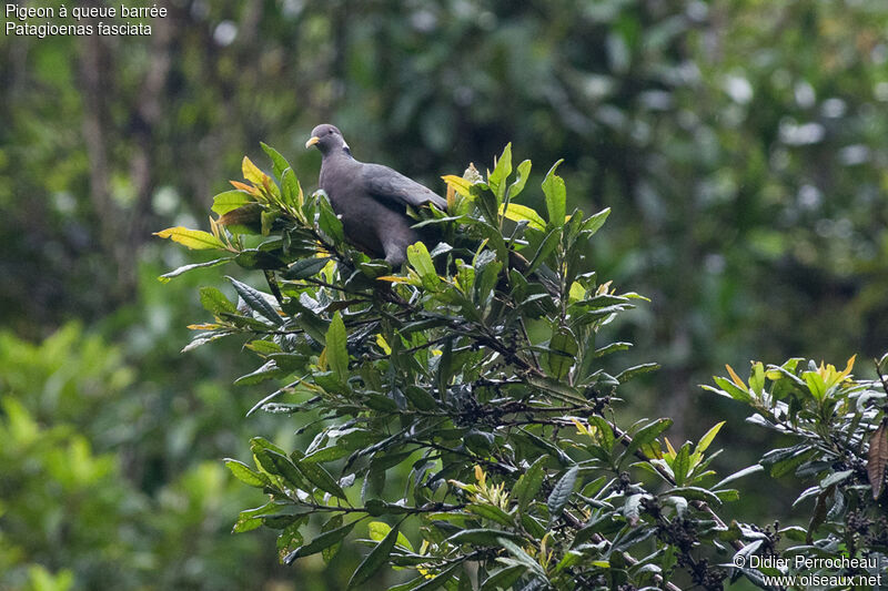 Pigeon à queue barrée