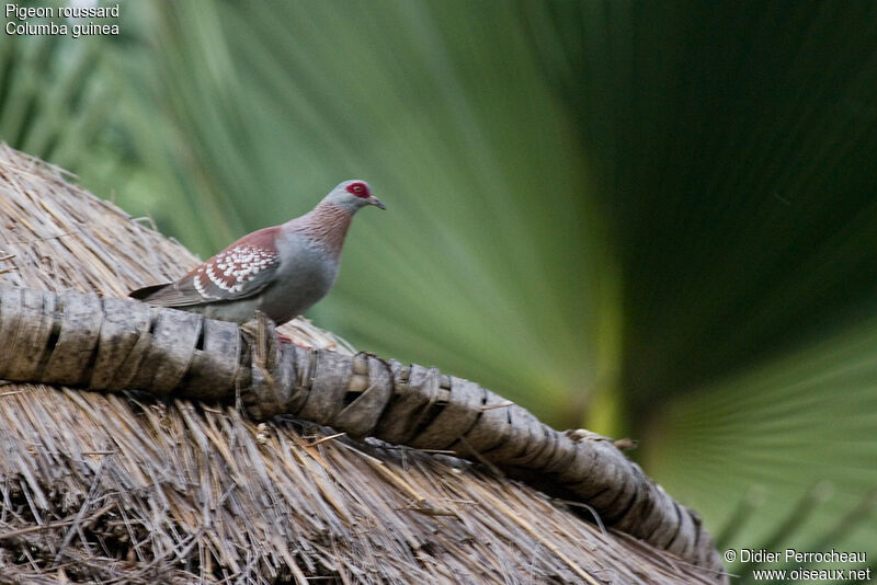 Pigeon roussard