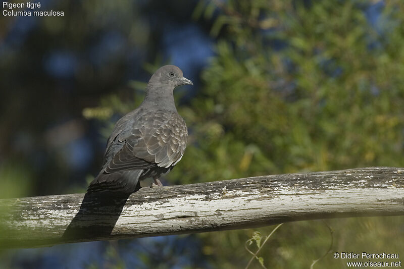 Spot-winged Pigeon, identification