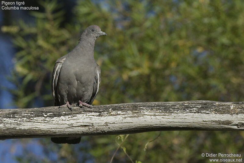 Pigeon tigré, identification