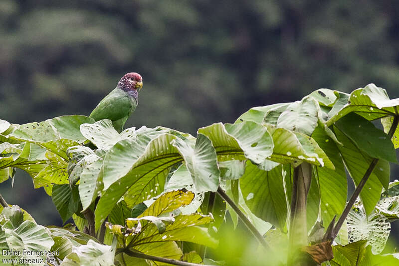 Pione pailletée, identification