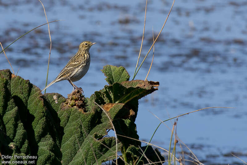 Pipit correnderaadulte, habitat, pigmentation