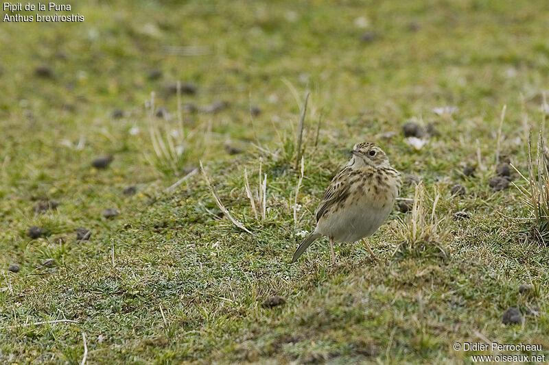 Pipit de la Punaadulte, portrait