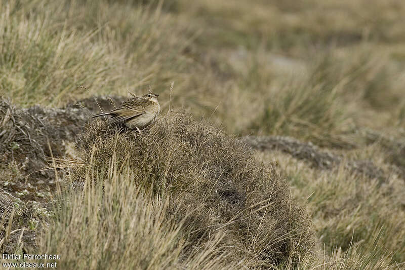 Paramo Pipit, habitat, pigmentation