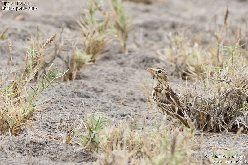 Pipit du Pérou