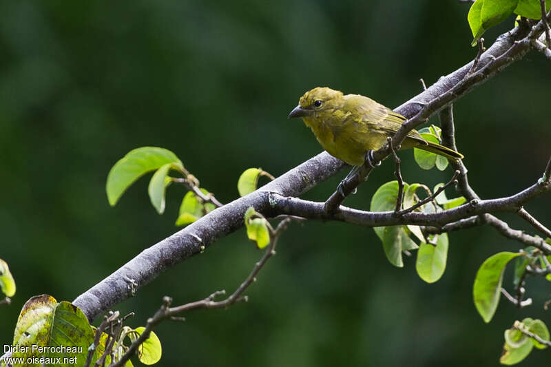 Piranga à joues grises femelle adulte, identification