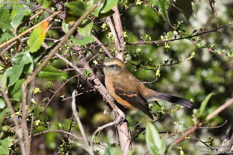 Brown-backed Chat-Tyrant