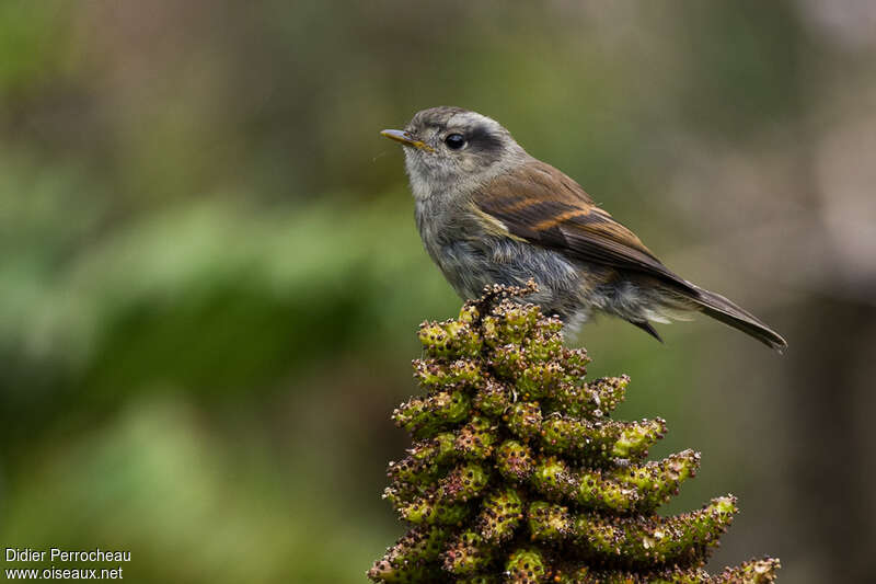 Patagonian Tyrantadult, identification