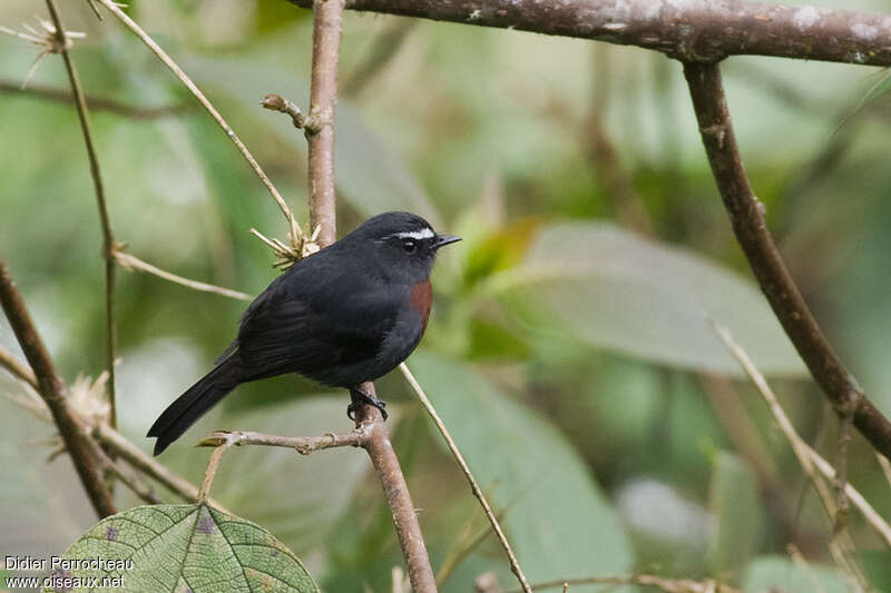 Pitajo noiradulte, identification