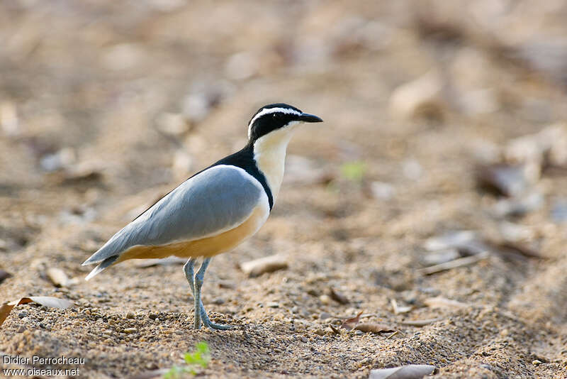 Pluvian fluviatileadulte, identification