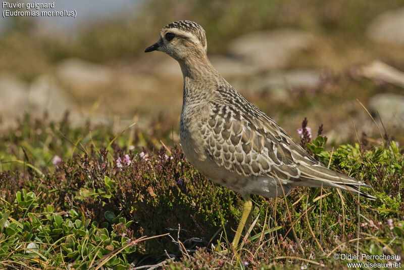 Eurasian Dotterel