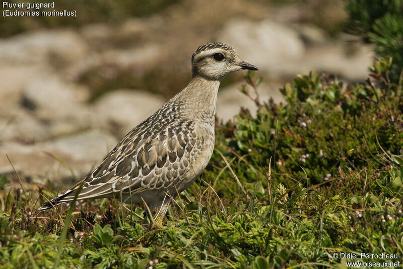 Eurasian Dotterel