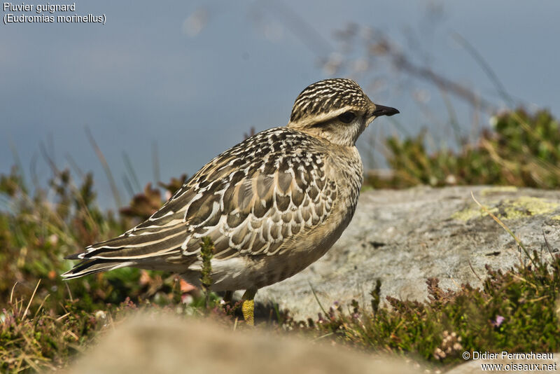 Eurasian Dotterel