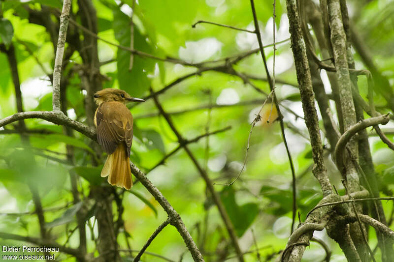 Tropical Royal Flycatcher (occidentalis)