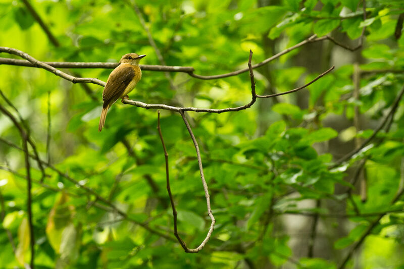 Tropical Royal Flycatcher (occidentalis)