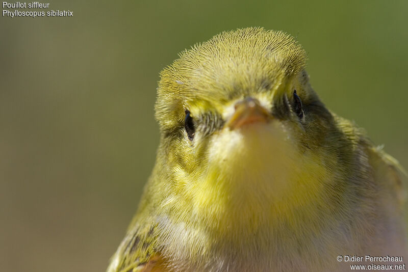 Wood Warbler