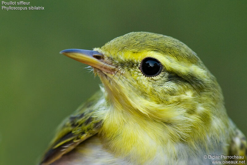 Wood Warbler