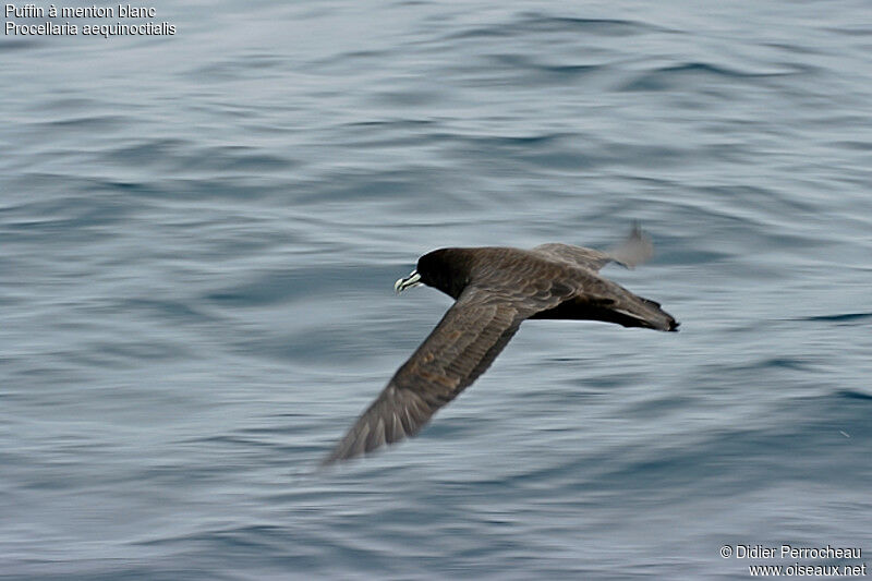 White-chinned Petrel