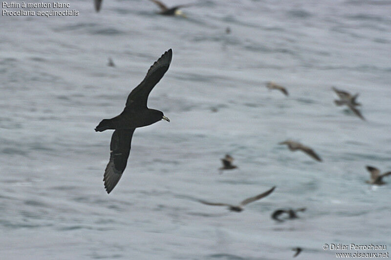 White-chinned Petrel