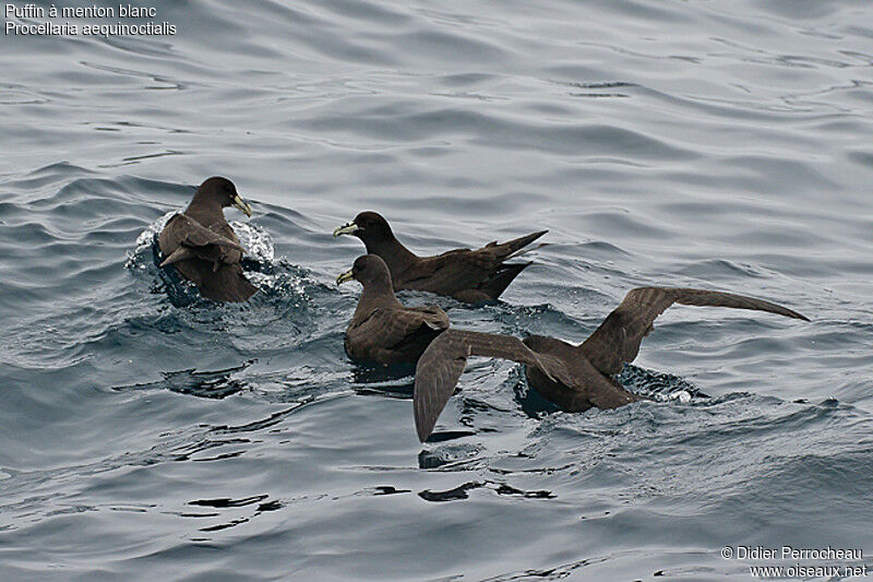 White-chinned Petrel