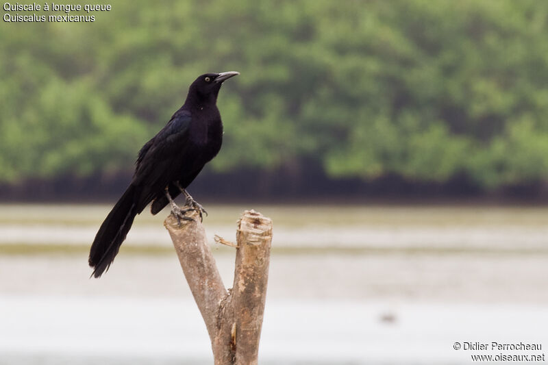 Great-tailed Grackle