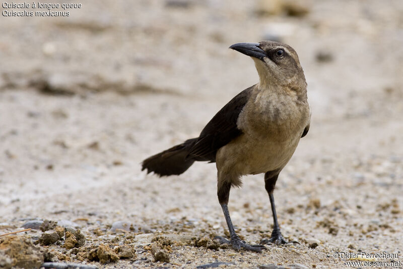 Great-tailed Grackle